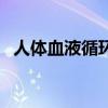 人体血液循环完整路线图（人体血液循环）