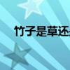 竹子是草还是树阅读（竹子是草还是树）