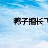 鸭子擅长飞行吗（鸭子哪些种类会飞）