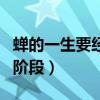 蝉的一生要经历哪四种形态（蝉的一生有哪四阶段）