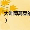 大叶茼蒿菜的功效与作用（蒿菜的功效与作用）