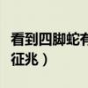 看到四脚蛇有什么征兆吗（看到四脚蛇有什么征兆）
