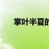 掌叶半夏的功效与作用点（掌叶半夏）