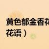 黄色郁金香花语和寓意代表无望（黄色郁金香花语）