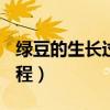 绿豆的生长过程(图文)做表格（绿豆的生长过程）