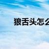 狼舌头怎么吃效果大（狼舌头的功效）