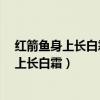 红箭鱼身上长白霜怎么治疗可以放庆大霉素吗?(红箭鱼身上长白霜) 红箭鱼身上长白霜怎么治疗可以放庆大霉素吗?(红箭鱼身上长白霜)