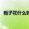 栀子花什么时候开花（栀子花什么时候开）