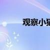 观察小猫日记350字（观察小猫）