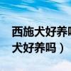 西施犬好养吗?西施犬性格优缺点分析（西施犬好养吗）
