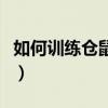 如何训练仓鼠定点拉屎（怎么训练仓鼠上厕所）