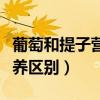 葡萄和提子营养有什么区别（葡萄和提子的营养区别）