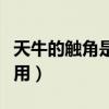 天牛的触角是用来干嘛的（天牛的触角有什么用）