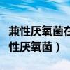 兼性厌氧菌在有氧和无氧条件下都能生长（兼性厌氧菌）