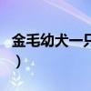 金毛幼犬一只多少钱(金毛怎么训练才听话的) 金毛幼犬一只多少钱(金毛怎么训练才听话的)