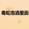 毒蛇泡酒里面要多久（毒蛇泡酒蛇多久会死）