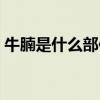牛腩是什么部位的肉图片（牛腩是什么部位）