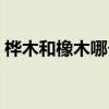 桦木和橡木哪个好一些（桦木和橡木哪个好）