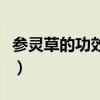 参灵草的功效与作用是什么呢（参灵草的功效）
