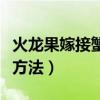 火龙果嫁接蟹爪兰的养殖方法（蟹爪兰的养殖方法）