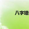 八字培训班费用（八字培训班）