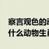 察言观色的动物是什么生肖?（察言观色表示什么动物生肖）