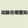 动脉在哪里知乎（动脉在哪里怎么割死的快）
