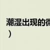 潮湿出现的微小白虫（潮湿引起的小白虫图片）