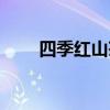 四季红山茶花好养吗（四季红山茶）