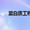 蛋白质工程的基本原理（蛋白质工程）