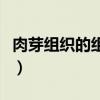 肉芽组织的组织学形态图（肉芽组织图片手绘）
