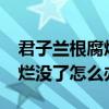 君子兰根腐烂了没根儿了怎么办?（君子兰根烂没了怎么办）