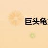 巨头龟为什么容易死（巨头龟）