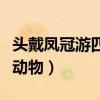 头戴凤冠游四方打一动物（头戴凤冠游四方打动物）