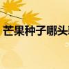 芒果种子哪头朝上（芒果种子那头朝上图解）
