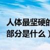 人体最坚硬的部分是什么部位（人体最坚硬的部分是什么）