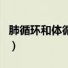 肺循环和体循环图结构图（肺循环和体循环图）