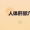 人体肝部穴位位置(人体穴位的位置) 人体肝部穴位位置(人体穴位的位置)