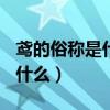 鸢的俗称是什么a乌鸦b老鹰c雕（鸢的俗称是什么）