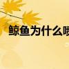 鲸鱼为什么喷水不喷水（鲸鱼为什么喷水）