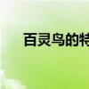 百灵鸟的特点10个字（百灵鸟的特点）