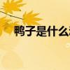 鸭子是什么动物种类（鸭子是什么动物）