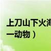 上刀山下火海打一动物螃蟹（上刀山下火海打一动物）