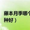 藤本月季哪个品种好养又香（藤本月季哪个品种好）