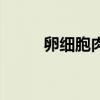 卵细胞肉眼可以看到吗（卵细胞）