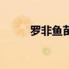 罗非鱼苗多少钱一斤（罗非鱼苗）