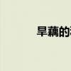 旱藕的种植方法和时间（旱藕）