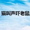 猫叫声吓老鼠的技巧是什么（猫叫声吓老鼠）