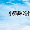 小猫咪吃什么奶粉好（小猫咪吃什么）