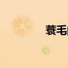 蓑毛的意思和拼音（蓑毛）